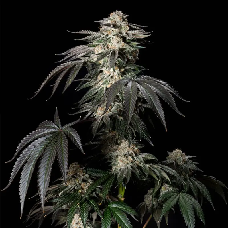 Mint Candy - Bild 2