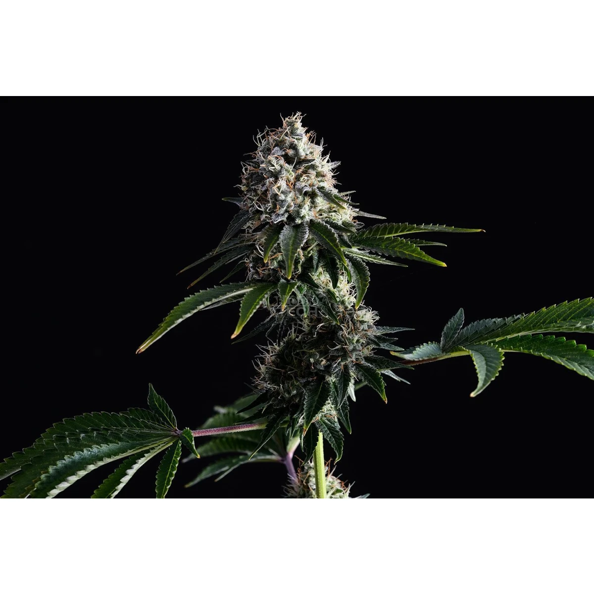 Swiss Dream CBD