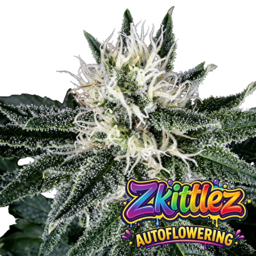 Zkittlez Auto