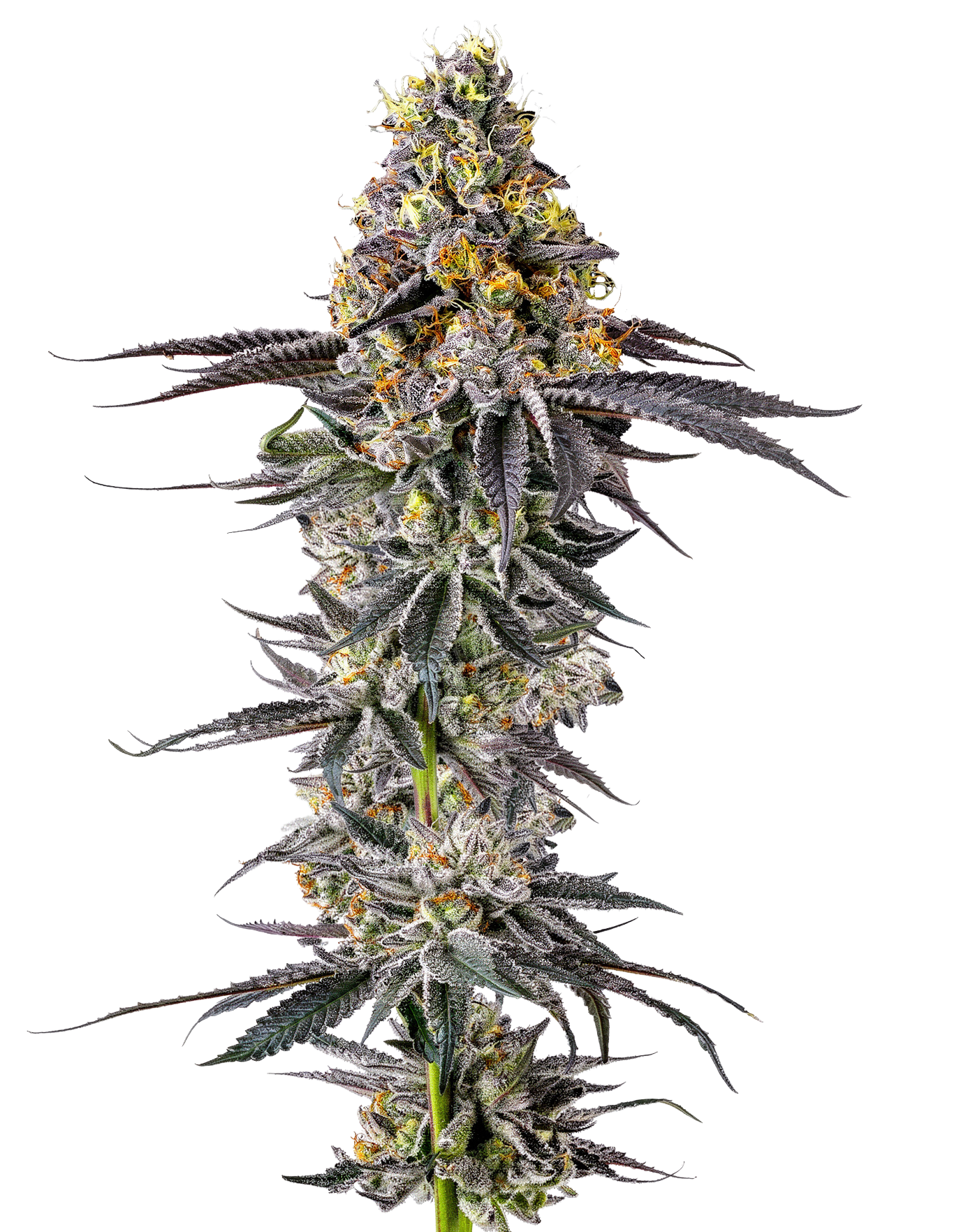 Lobster Butter Auto