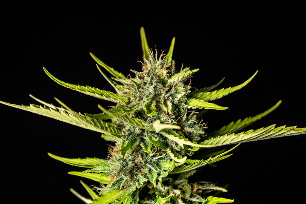 Strawberry Haze Auto