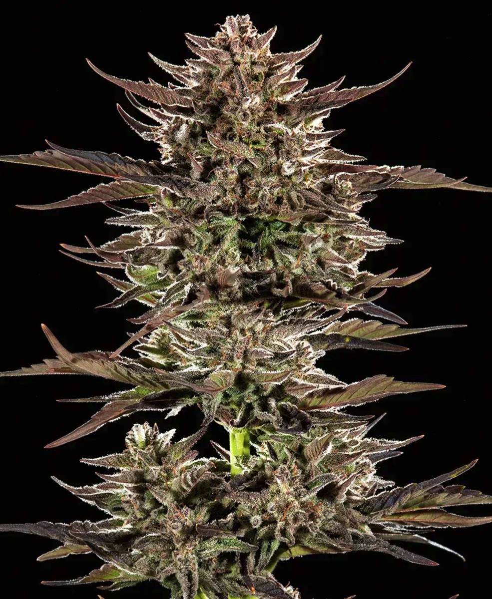 Frosted Zinn x 3 Bears OG Auto, Barneys Farm - Bild 2