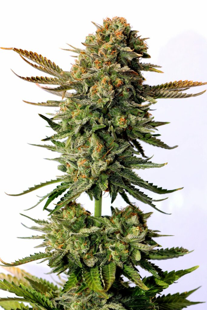 Russian Doll Russian Doll