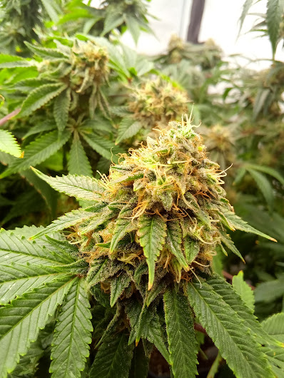 Amnesi-K Lemon, Kannabia Seed Company - Bild 4