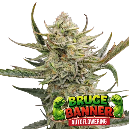 Bruce Banner Auto