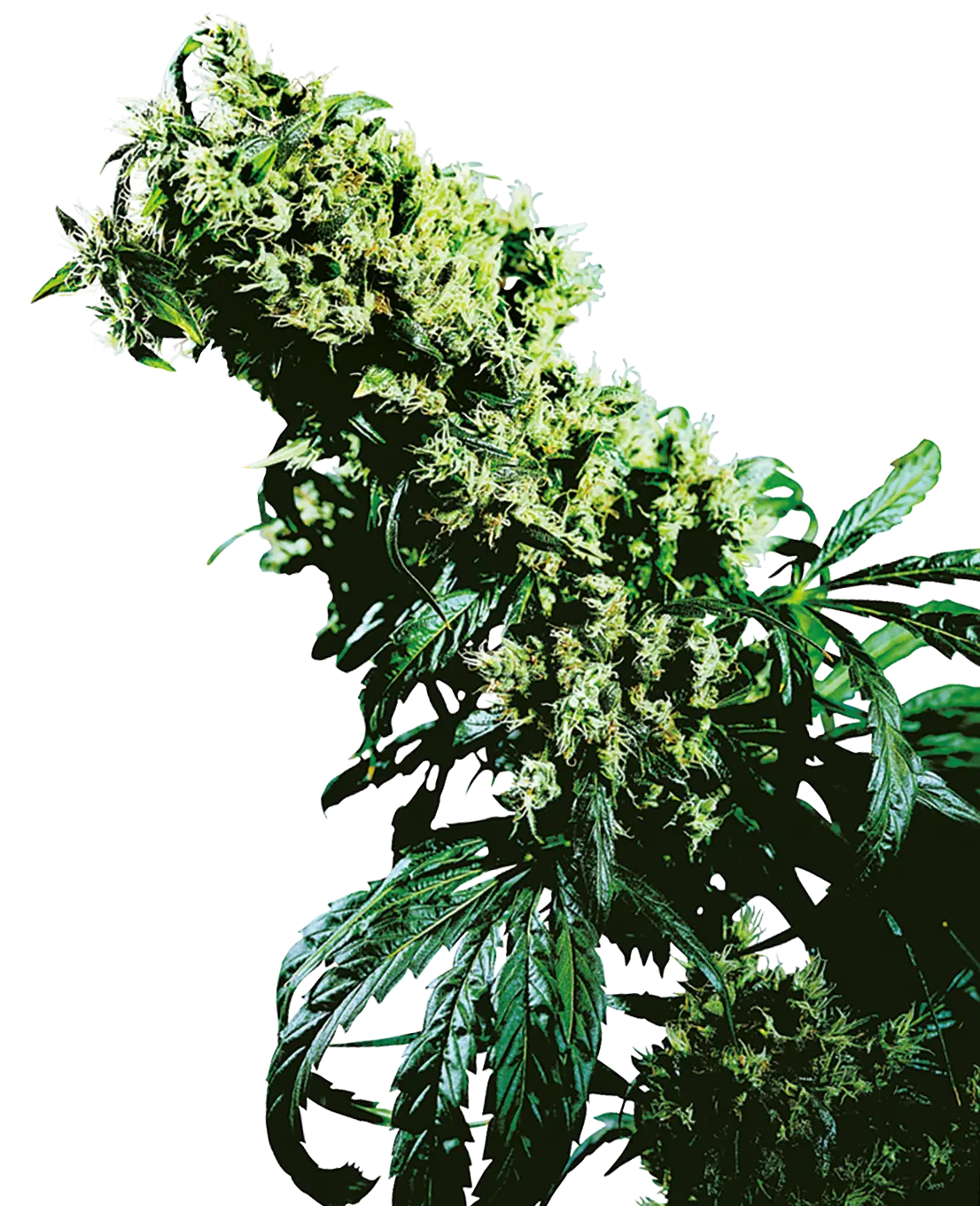 Northern Lights #5 x Haze - Bild 1
