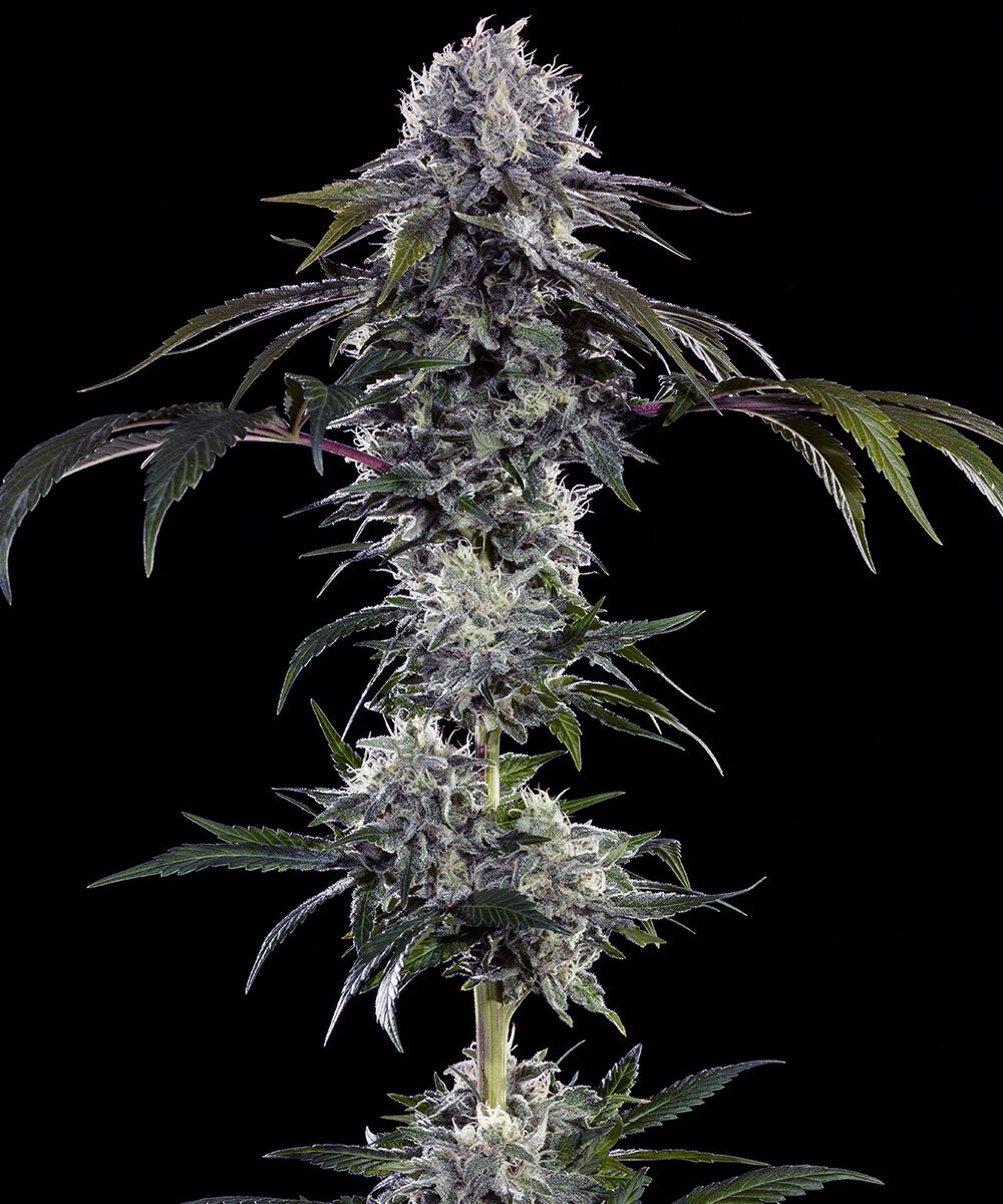Durban Z, Barneys Farm - Bild 1