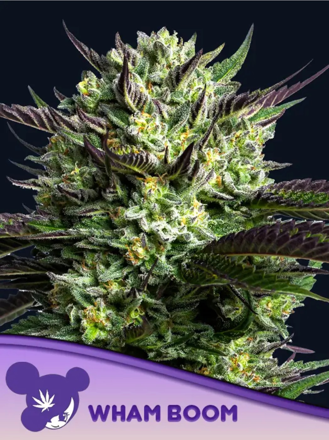 WHAM BOOM, Anesia - Bild 1