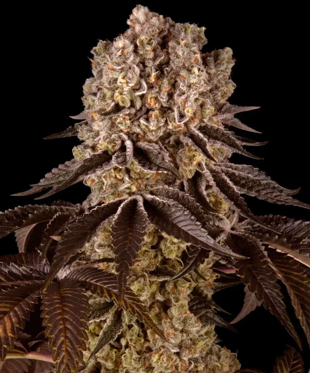 Purple Punch Purple Punch