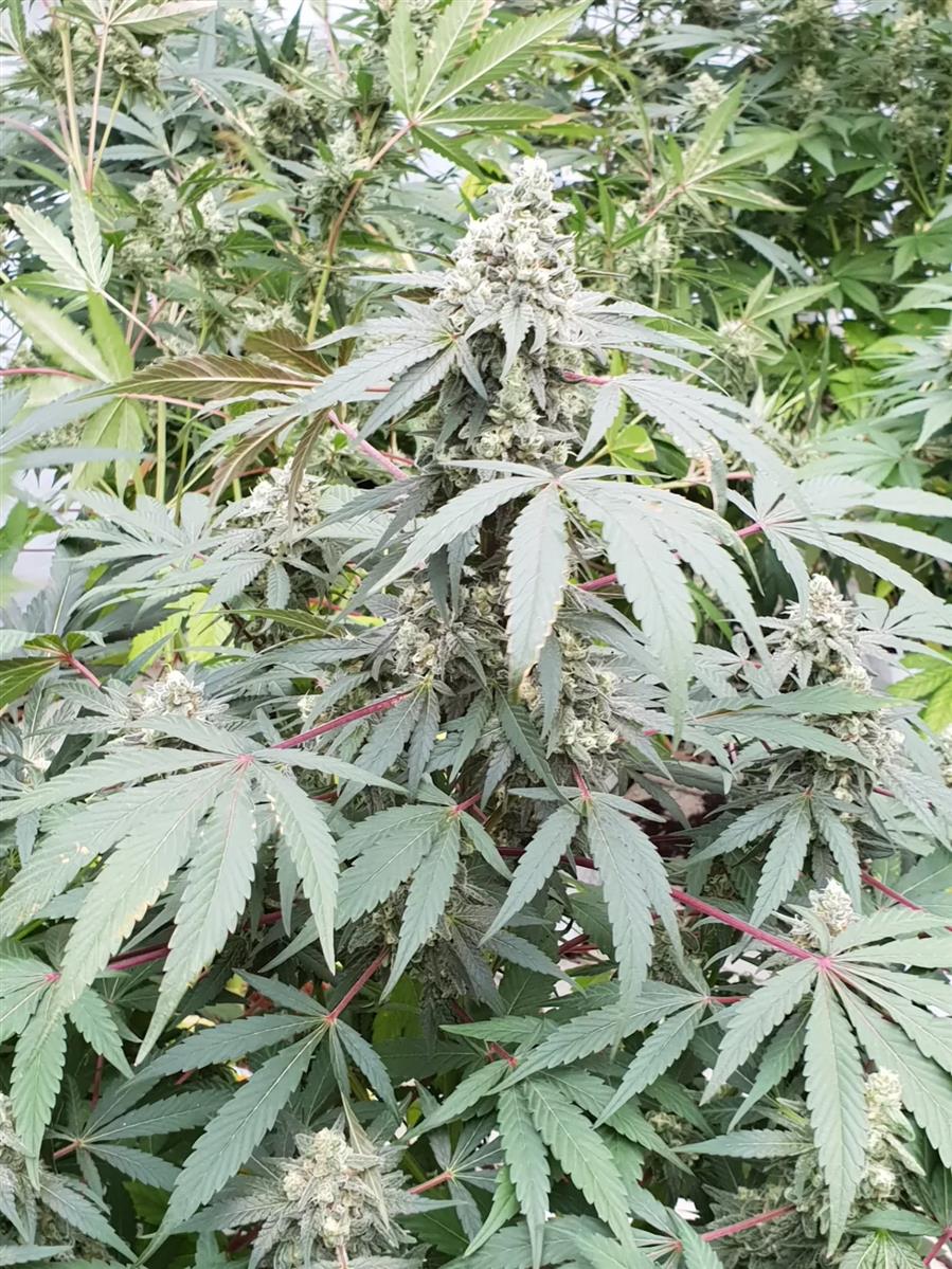 Lemonade Auto, Paradise Seeds - Bild 3