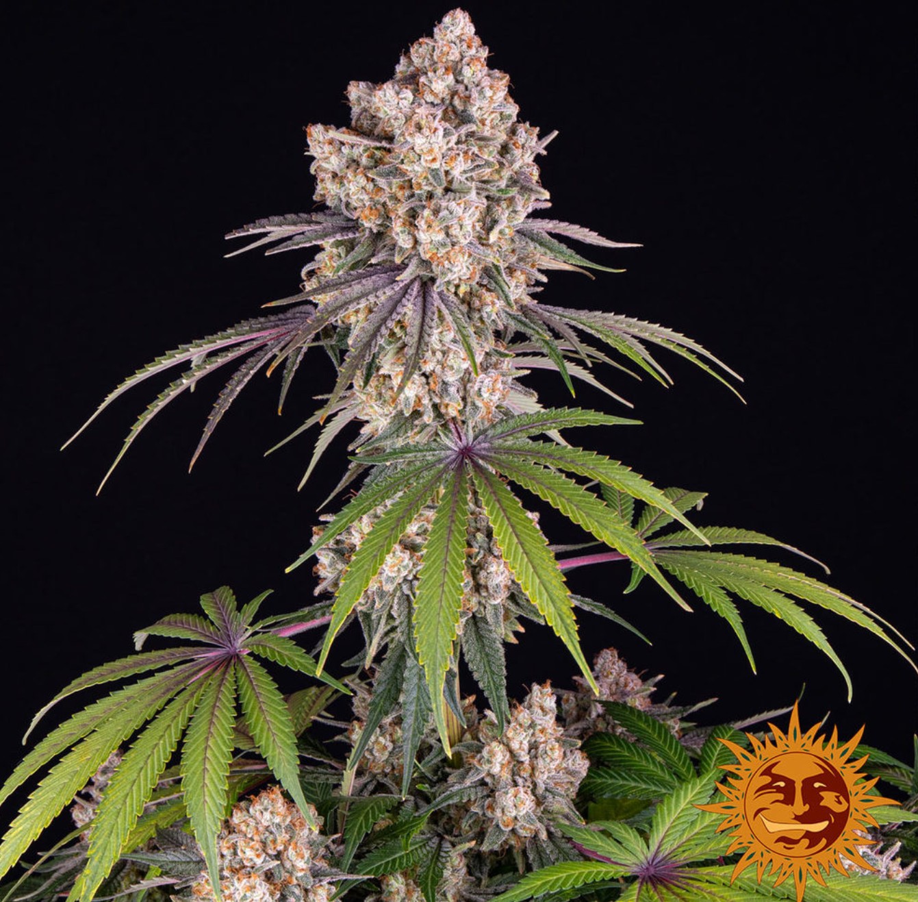 Ice Cream Cake, Barneys Farm - Bild 3