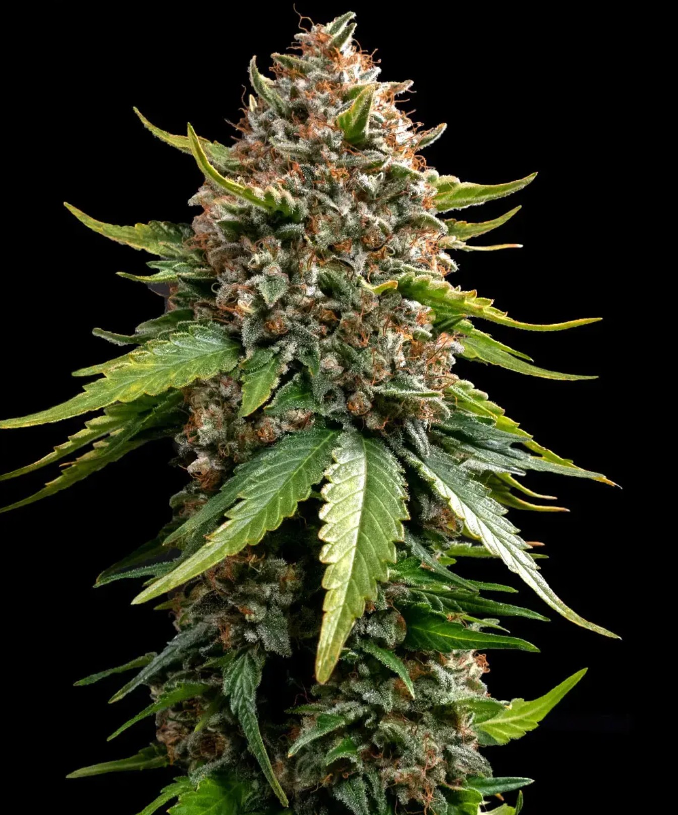 White Widow XXL Auto, Barneys Farm - Bild 1