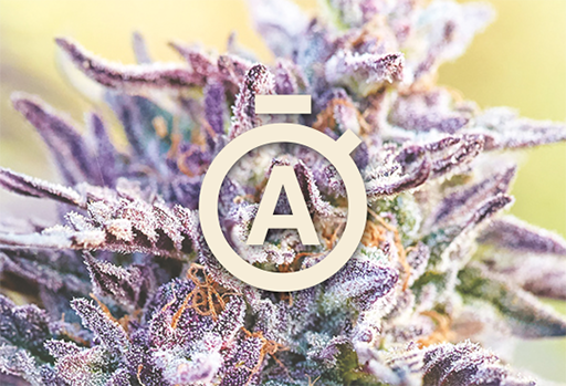 Autoflowering Samen Autoflowering Samen