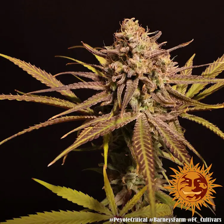 Peyote Critical - Bild 7