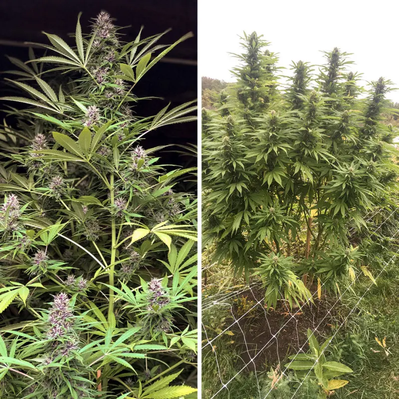 Frisian Dew® - Bild 3