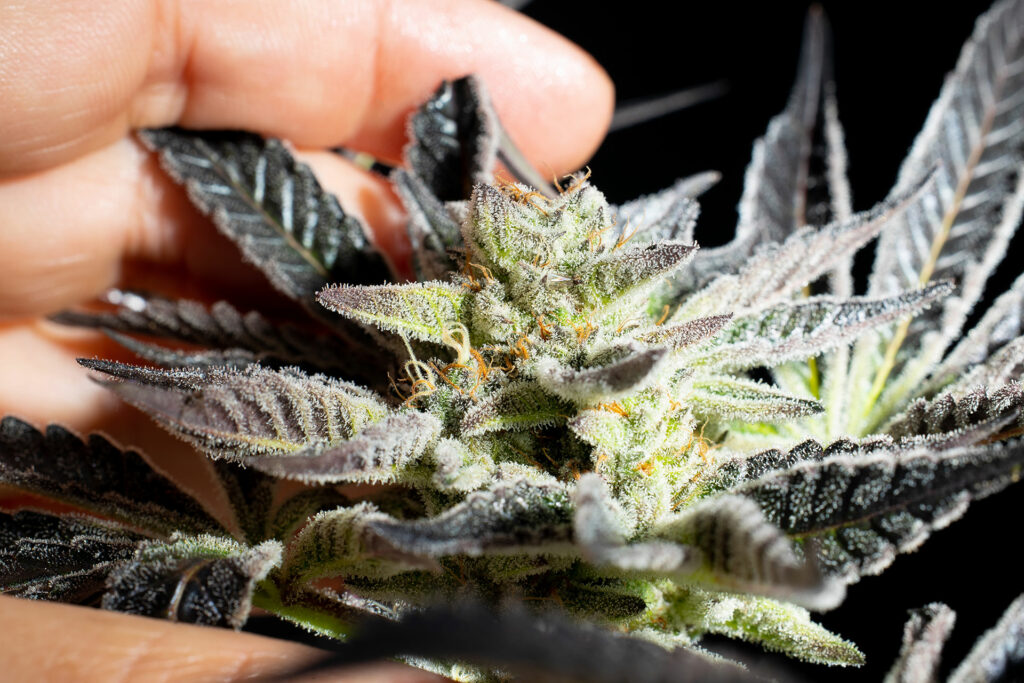 Apple & Bananas, Kannabia Seed Company - Bild 3