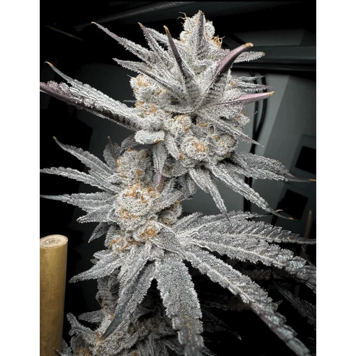 Trich Beast Trich Beast