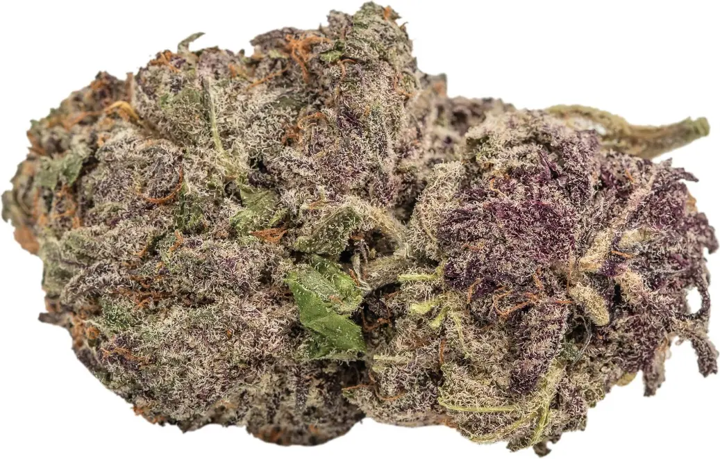 Ultra Violet GMO - Bild 3