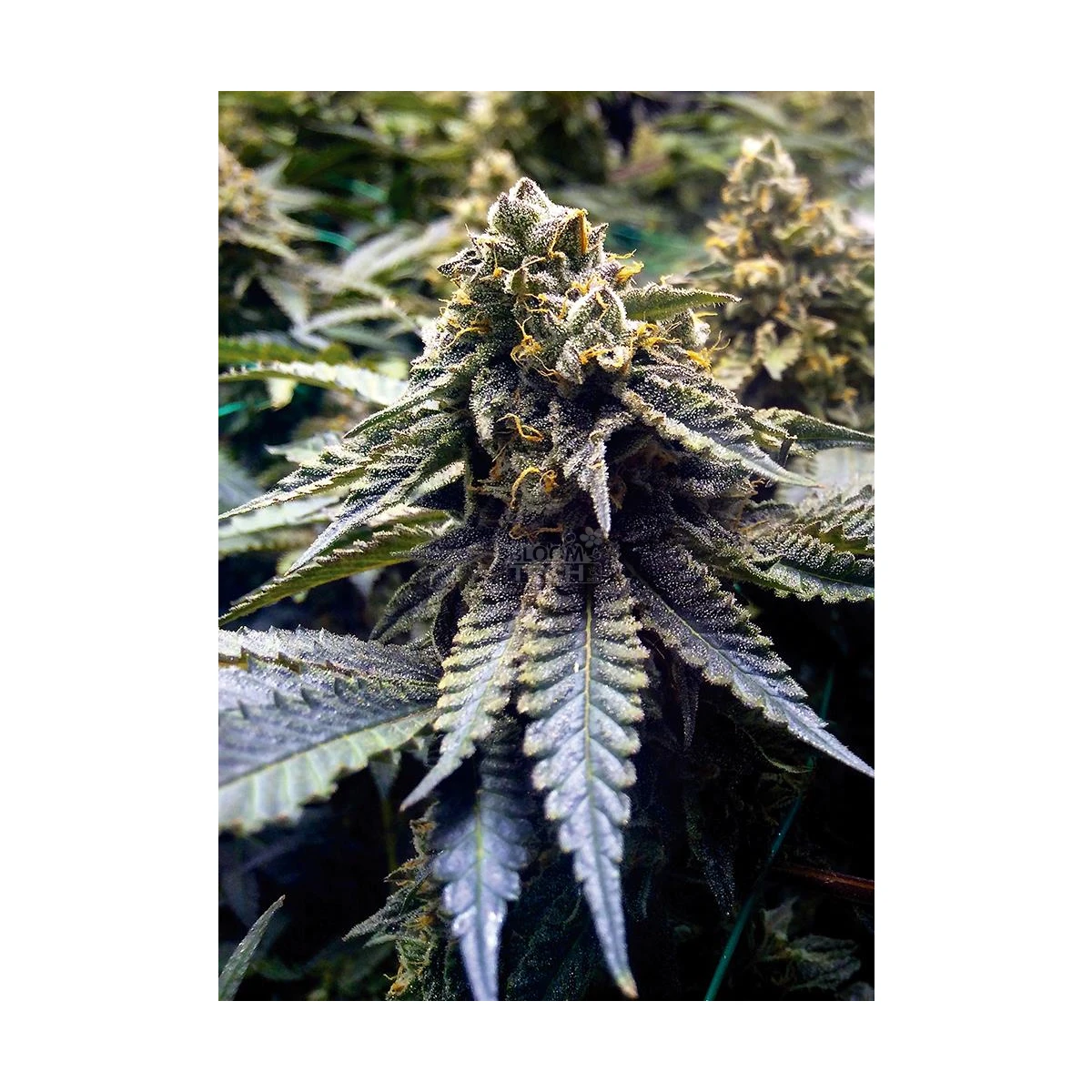 Chocolate Mint OG
