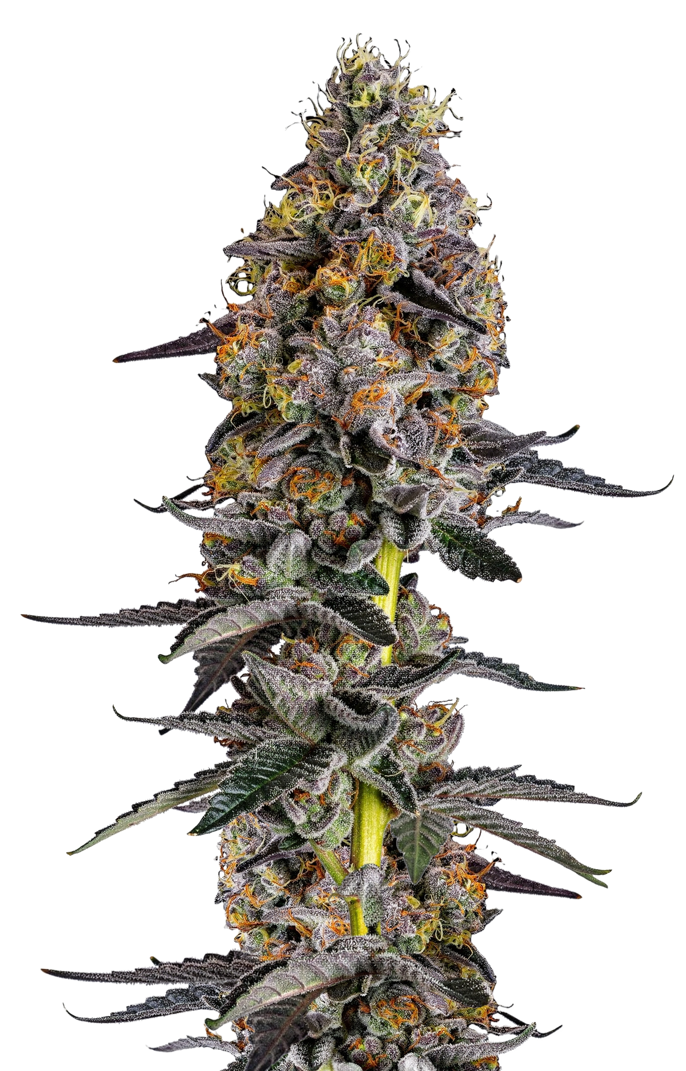 Cherry Zoap Auto