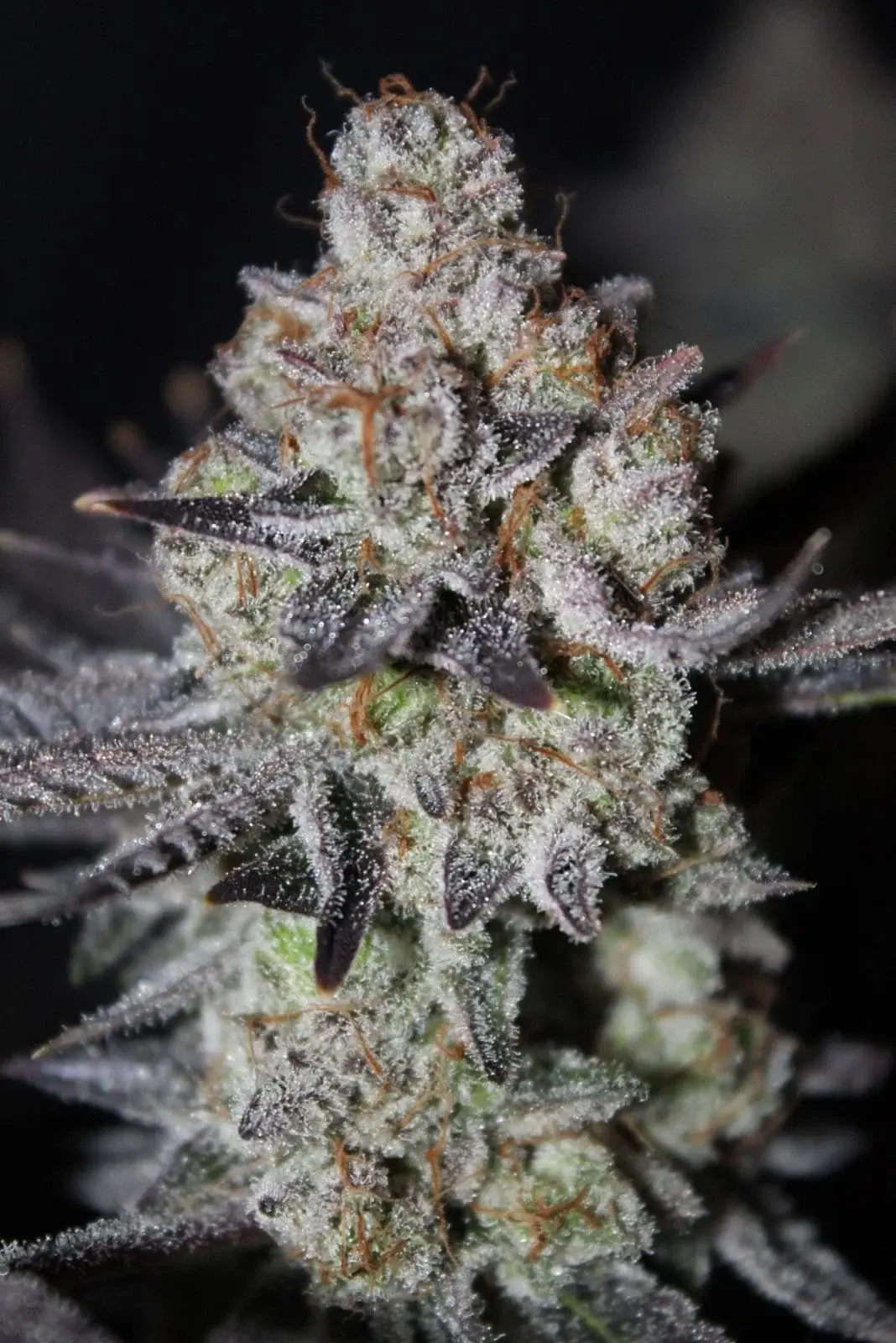 Tropicana Cookies FF - Bild 1