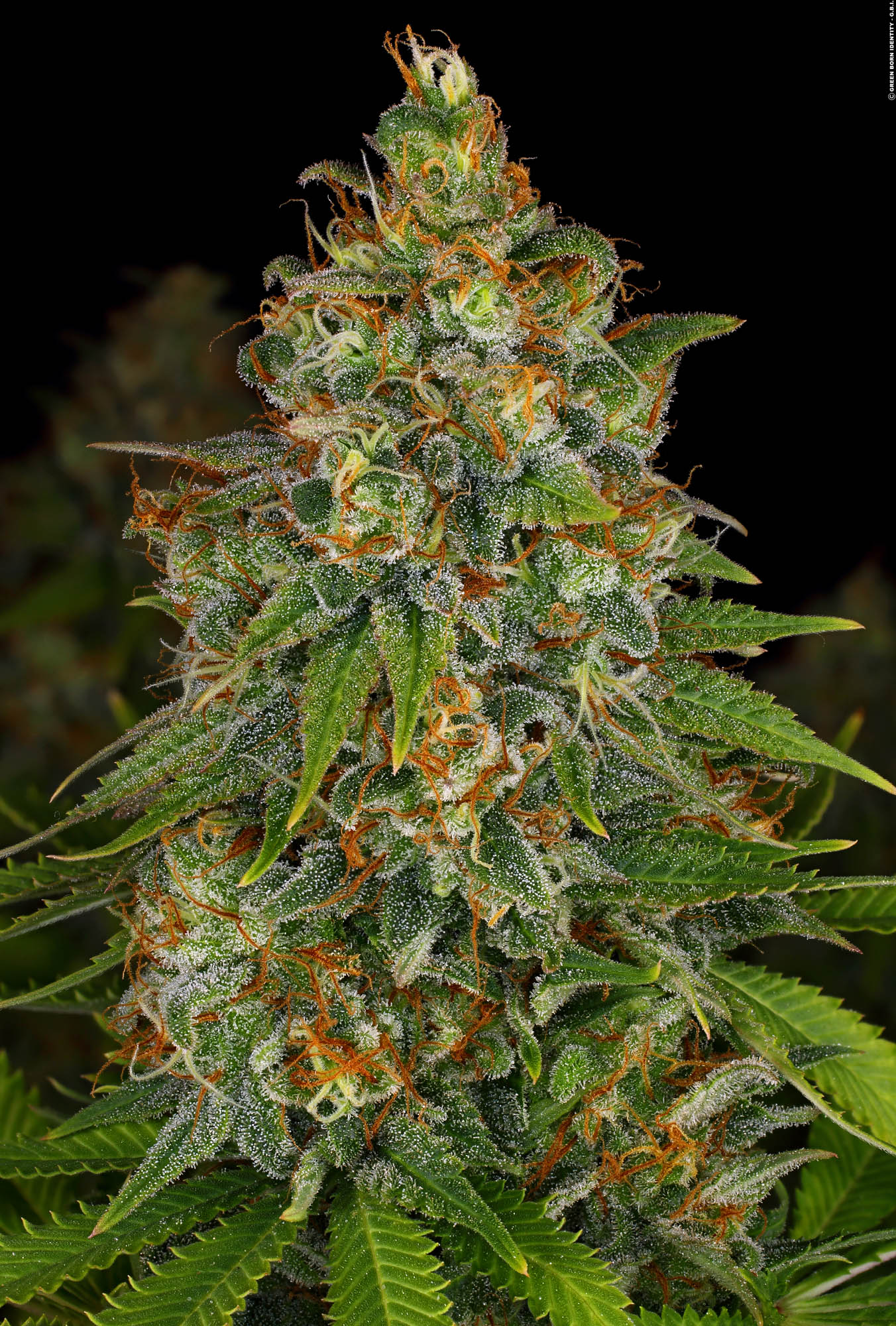 Strawberry AK Strawberry AK