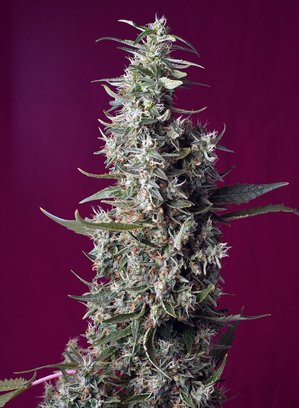 Sweet Cherry Pie, Sweet Seeds - Bild 1