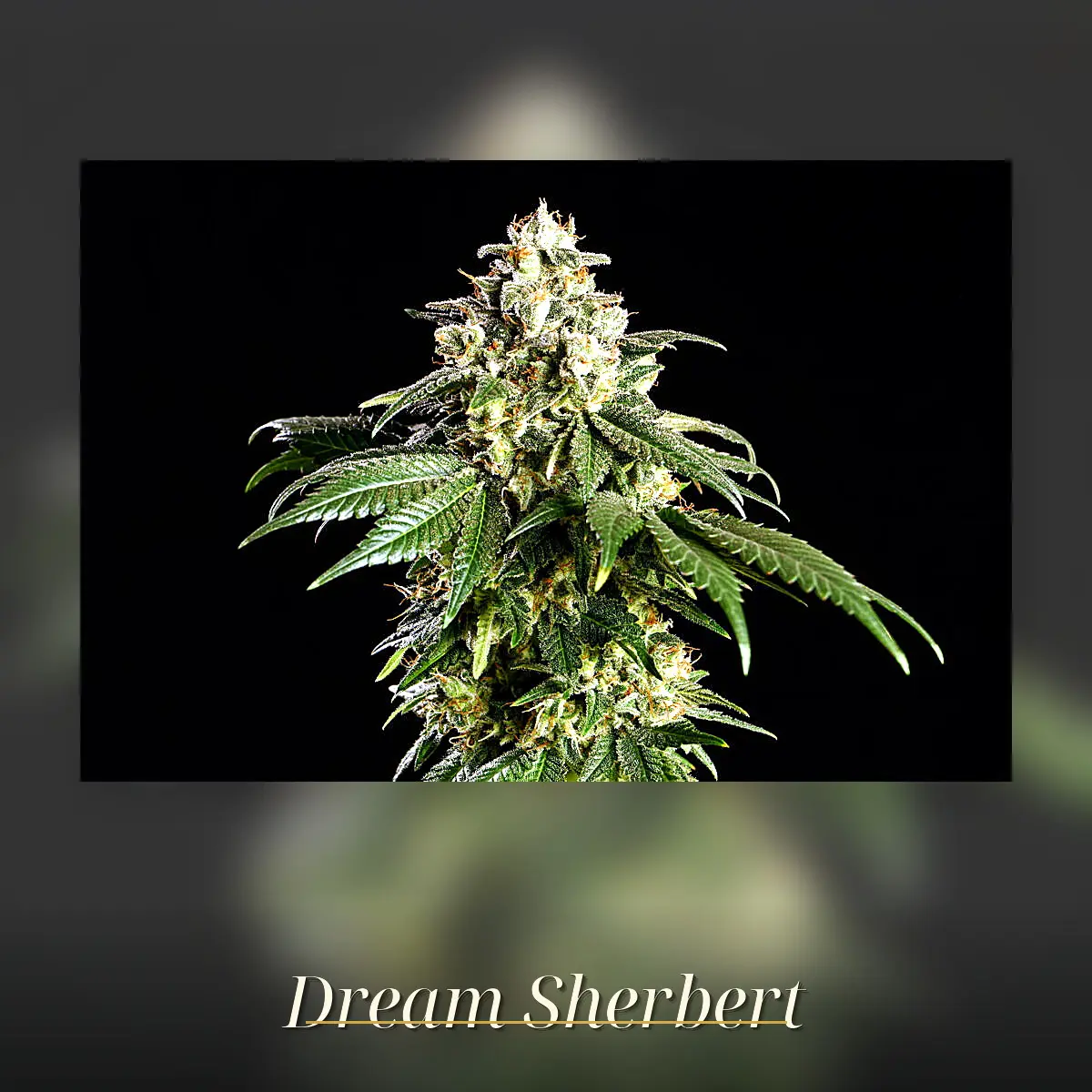 Dream Sherbet - Bild 1