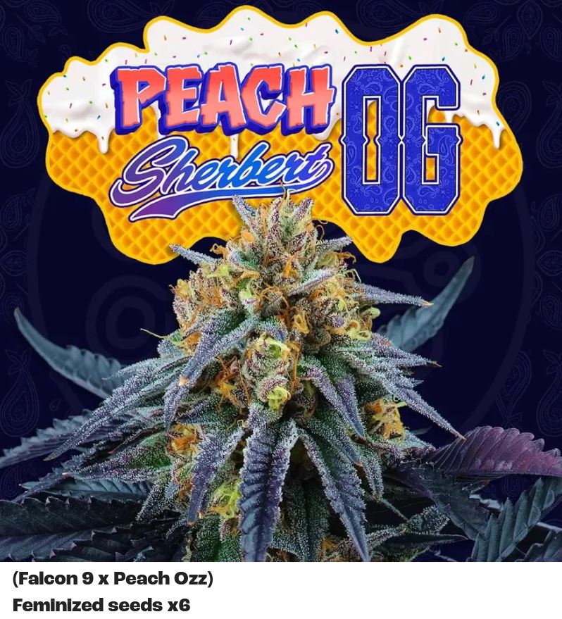 Peach Sherbert OG, Perfect Tree - Bild 1