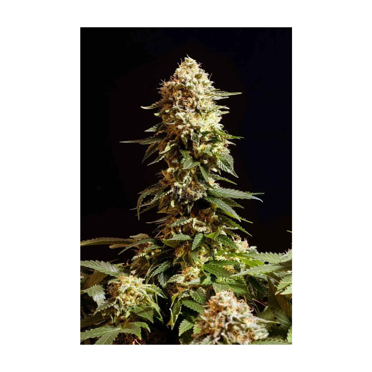 La Blanca