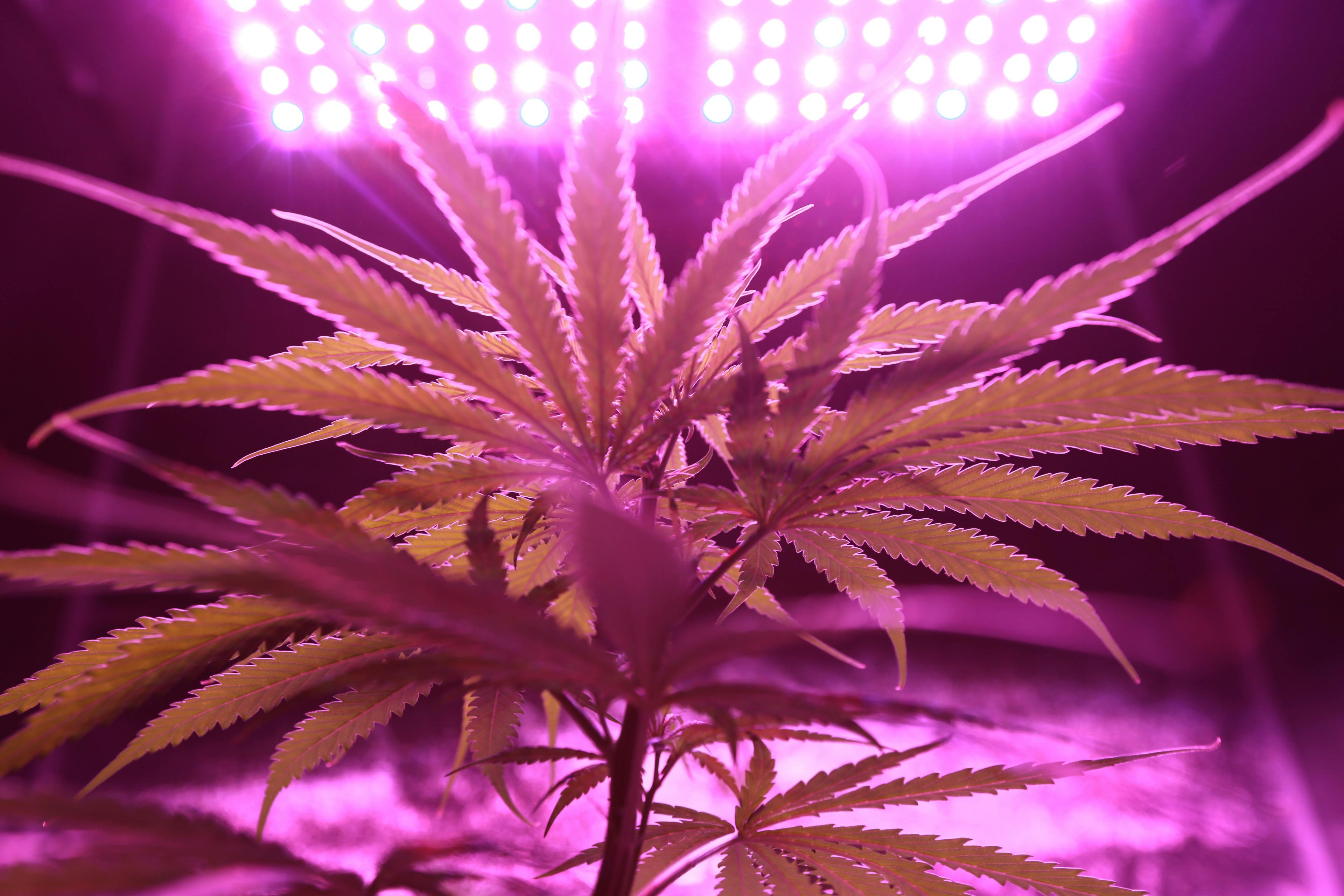 Cannabispflanze unter Kunstlicht