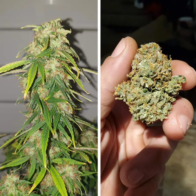 CBD Auto Charlotte’s Angel - Bild 5
