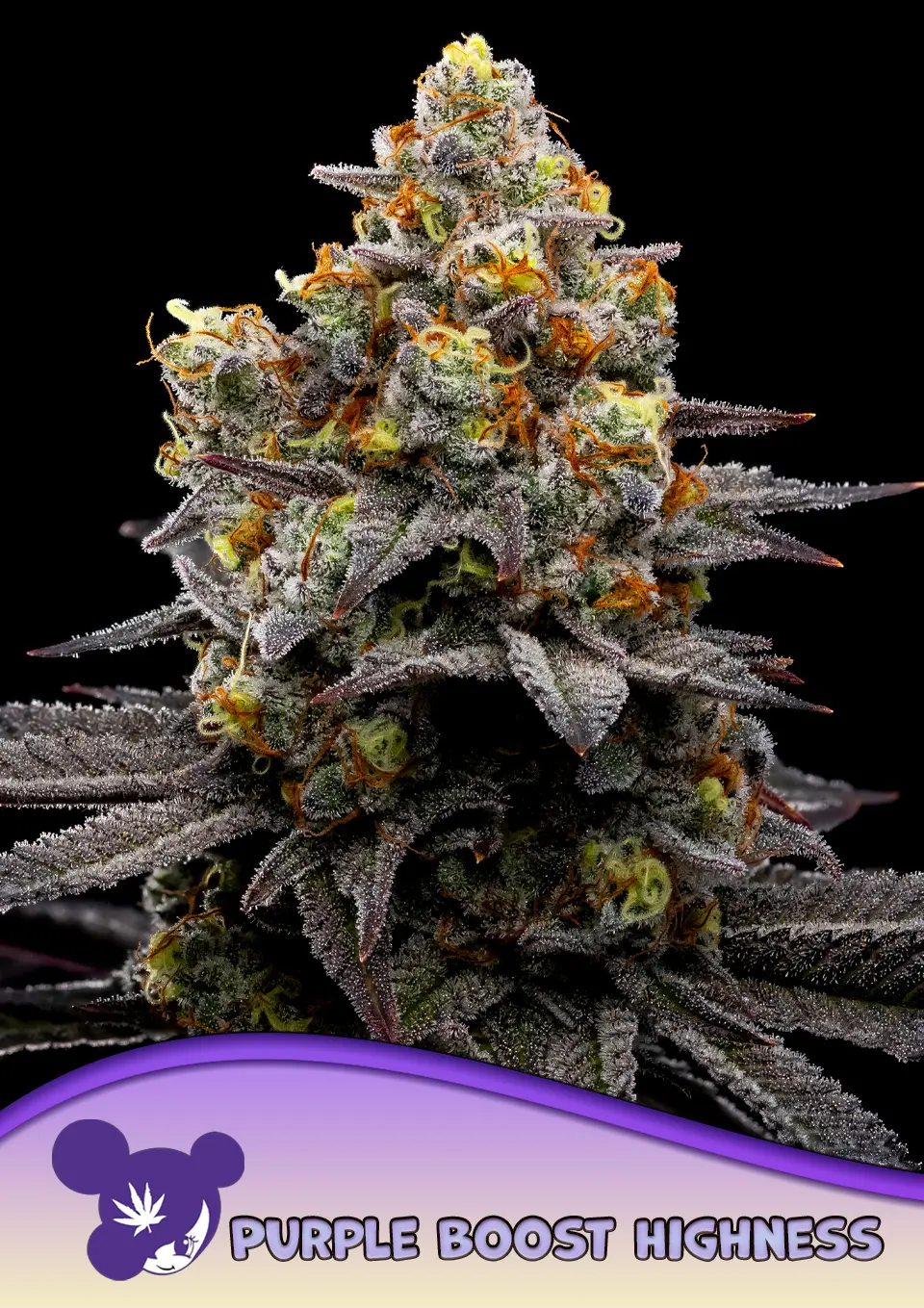 Purple Boost Highness - Bild 1