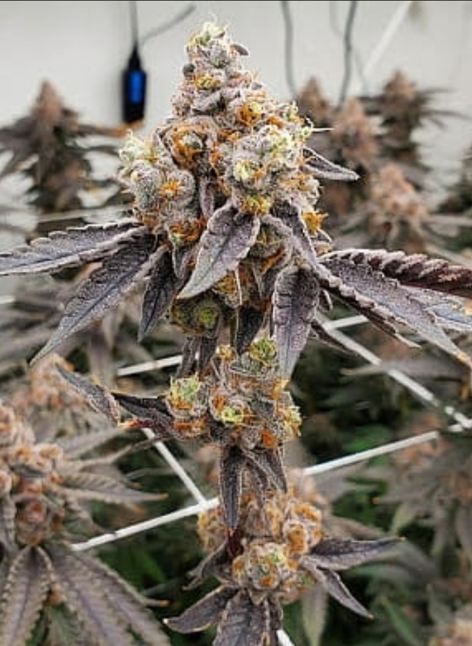 Gary Payton, Barneys Farm - Bild 1