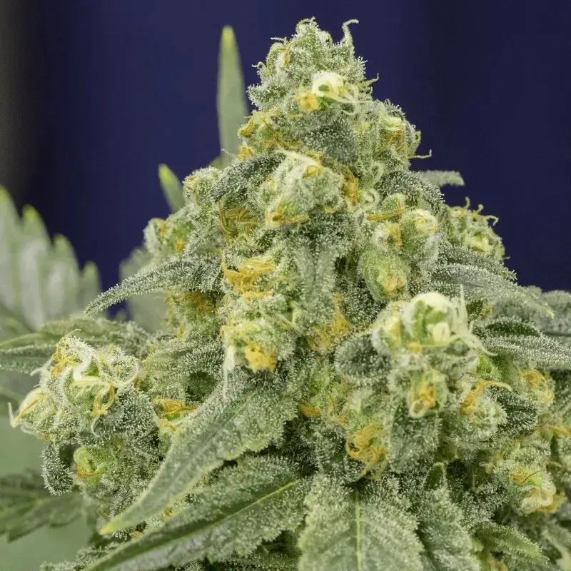 White Widow - Bild 1
