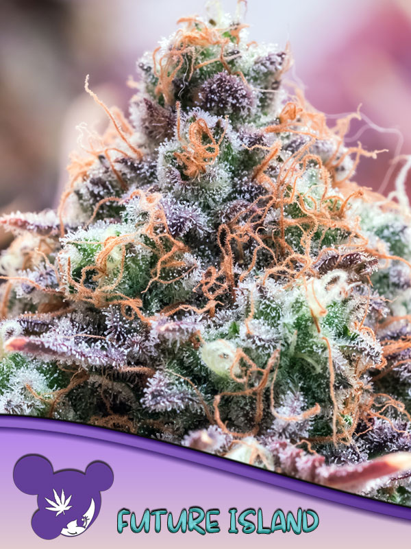 Future Island Future Island