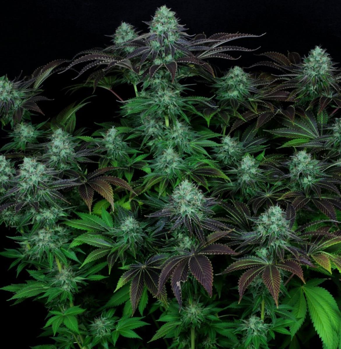 Darkstar, T.H. Seeds - Bild 2