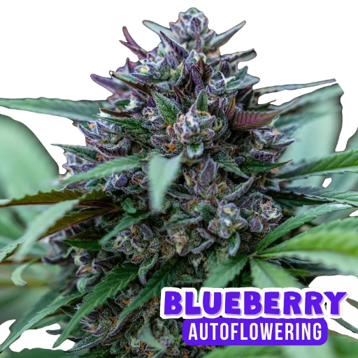 Blueberry Auto