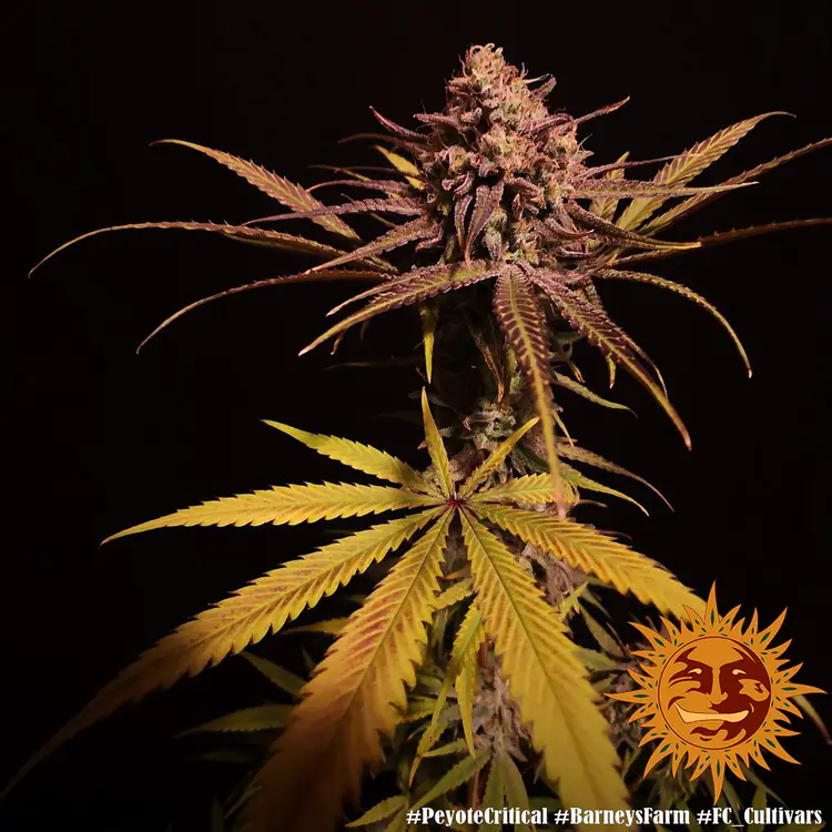 Peyote Critical - Bild 8