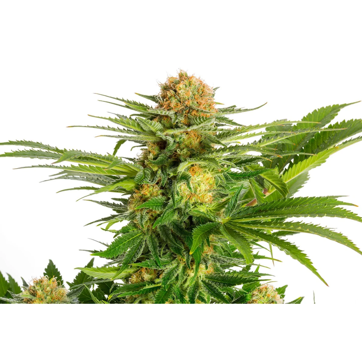 White Domina