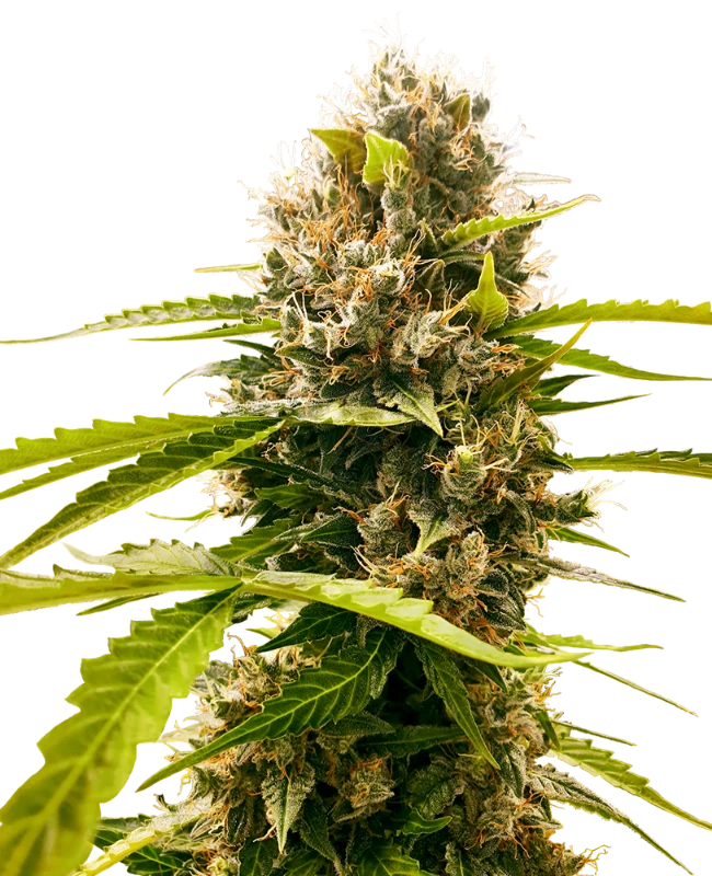 Mandarin Punch Mandarin Punch