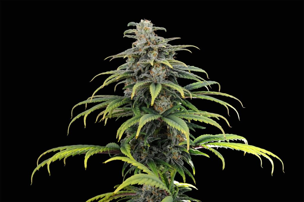 CBG Auto