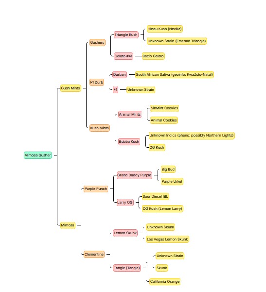 Mimosa Gusher, Growers Choice - Bild 3