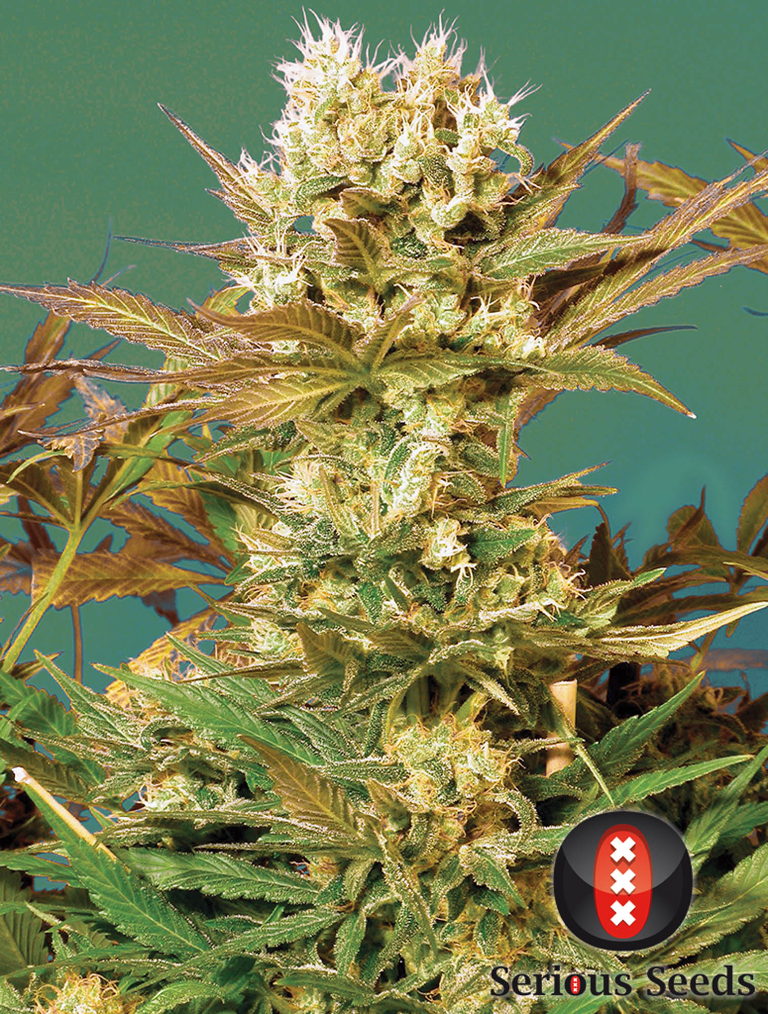 Motavation Motavation