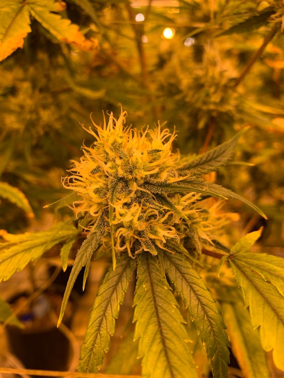 Cannabisblüte unter Kunstlicht