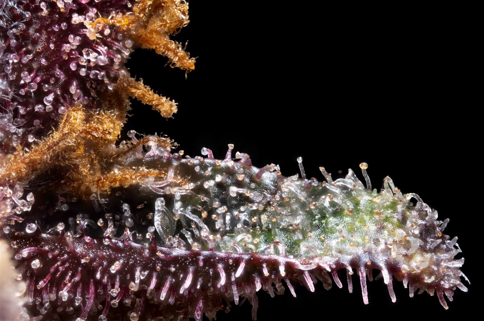 Hightere Kirsche, Kannabia Seed Company - Bild 4