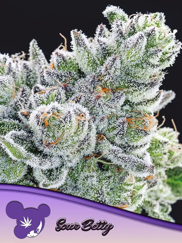 Sour Betty - Bild 1