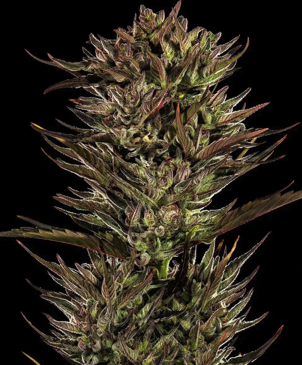 Thin Mint x Sour Pinot Auto, Barneys Farm - Bild 2