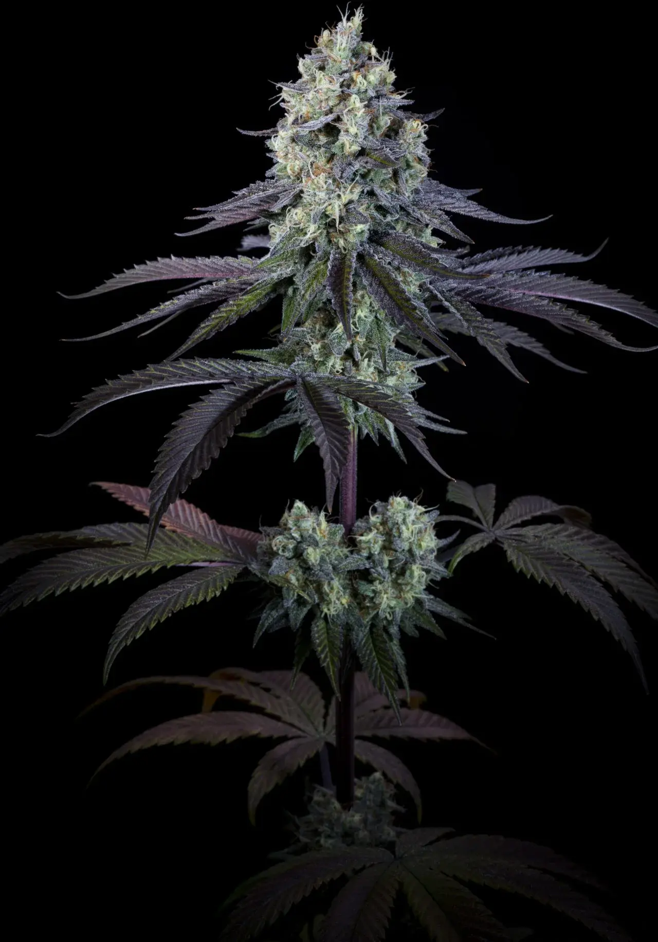 Purple Mints - Bild 4
