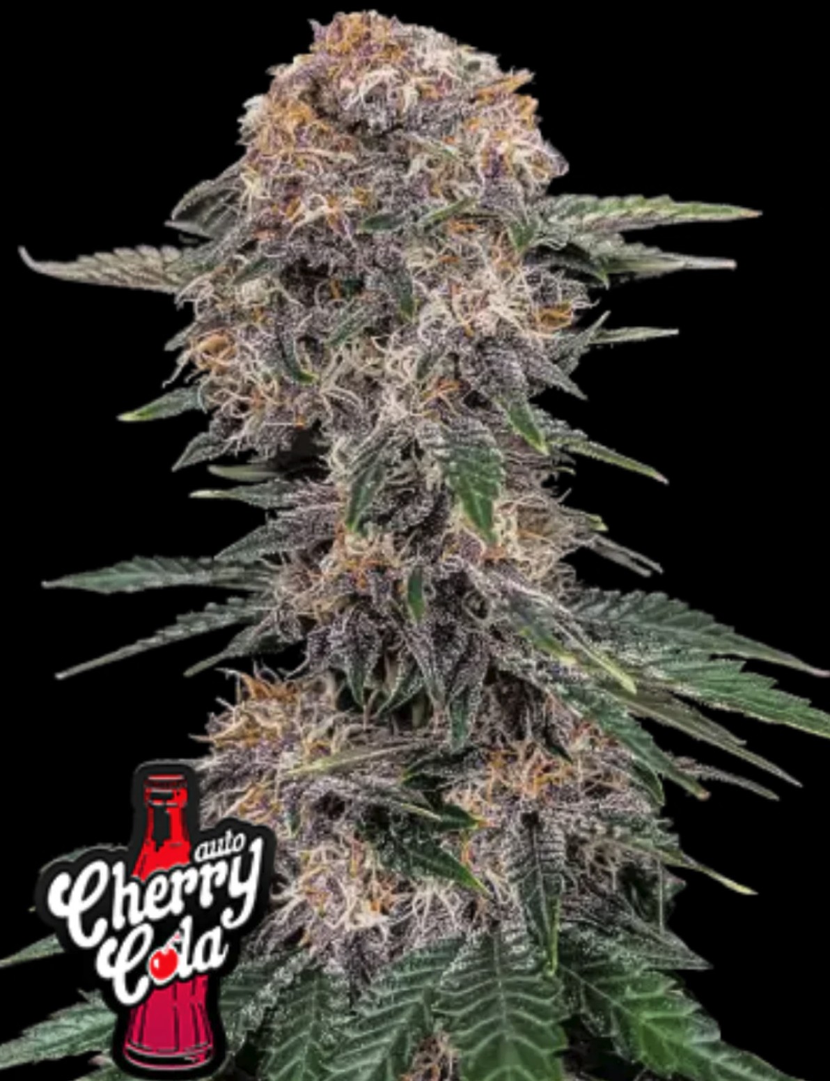 Cherry Cola Auto, Fastbuds - Bild 1